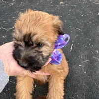 Paisley, a female Soft Coated Wheaten Terrier for sale in Lincoln, KS – Photo 1 of 3