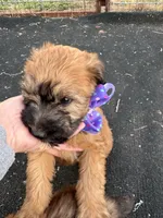 Paisley, a female Soft Coated Wheaten Terrier for sale in Lincoln, KS – Photo 1 of 3