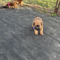 Paisley, a female Soft Coated Wheaten Terrier for sale in Lincoln, KS – Photo 3 of 3