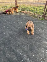 Paisley, a female Soft Coated Wheaten Terrier for sale in Lincoln, KS – Photo 3 of 3