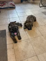 DeDe, a female Soft Coated Wheaten Terrier and Whoodle for sale in Lincoln, KS – 3 of 3