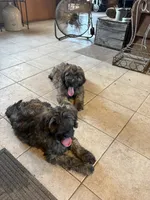 Daisy, a female Soft Coated Wheaten Terrier and Whoodle for sale in Lincoln, KS – 3 of 3