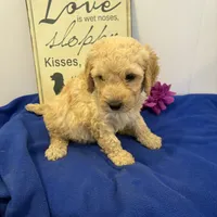 Sully, a male Soft Coated Wheaten Terrier and Whoodle for sale in Lincoln, KS – Photo 8 of 8