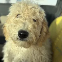 Sully, a male Soft Coated Wheaten Terrier and Whoodle for sale in Lincoln, KS – Photo 2 of 8