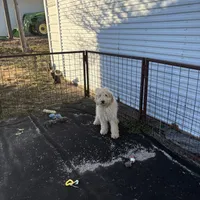 Sully, a male Soft Coated Wheaten Terrier and Whoodle for sale in Lincoln, KS – Photo 5 of 8