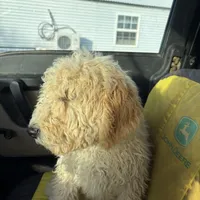Sully, a male Soft Coated Wheaten Terrier and Whoodle for sale in Lincoln, KS – Photo 4 of 8