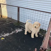 Sully, a male Soft Coated Wheaten Terrier and Whoodle for sale in Lincoln, KS – Photo 1 of 8