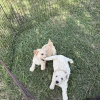 Sully, a male Soft Coated Wheaten Terrier and Whoodle for sale in Lincoln, KS – Photo 6 of 8