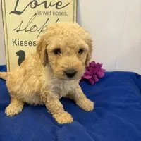 Sully, a male Soft Coated Wheaten Terrier and Whoodle for sale in Lincoln, KS – Photo 7 of 8