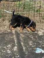 Jax, a male Welsh Terrier for sale in Lincoln, KS – 2 of 7
