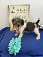 Cooper , a male Wire Fox Terrier for sale in Lincoln, KS – 3 of 8