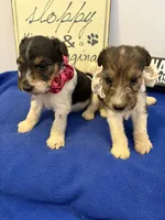 Camie , a female Wire Fox Terrier for sale in Lincoln, KS – 2 of 5