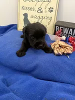 Rosie, a female Standard Schnauzer for sale in Lincoln, KS – 1 of 4