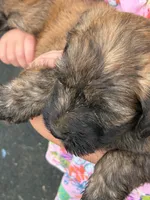 Sage, a female Soft Coated Wheaten Terrier and Whoodle for sale in Lincoln, KS – 2 of 4