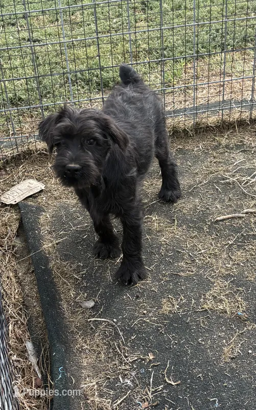 Rosie – Standard Schnauzer puppy for sale in Lincoln, KS