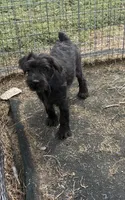 Rosie, a female Standard Schnauzer for sale in Lincoln, KS – 1 of 8