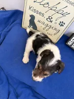 Crystal , a female Wire Fox Terrier for sale in Lincoln, KS – 5 of 9