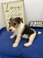 Crystal , a female Wire Fox Terrier for sale in Lincoln, KS – 3 of 9