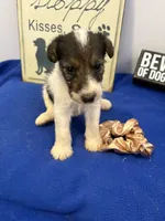 Crystal , a female Wire Fox Terrier for sale in Lincoln, KS – 4 of 5