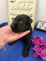 River , a male Standard Schnauzer for sale in Lincoln, KS – 3 of 4