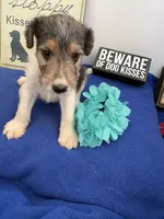 Cooper , a male Wire Fox Terrier for sale in Lincoln, KS – 2 of 8