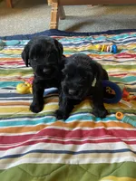 Coming soon!, a  Standard Schnauzer for sale in Lincoln, KS – 5 of 6