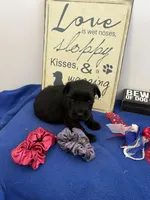 Rani, a female Standard Schnauzer for sale in Lincoln, KS – 2 of 4