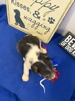 Cooper , a male Wire Fox Terrier for sale in Lincoln, KS – 2 of 4