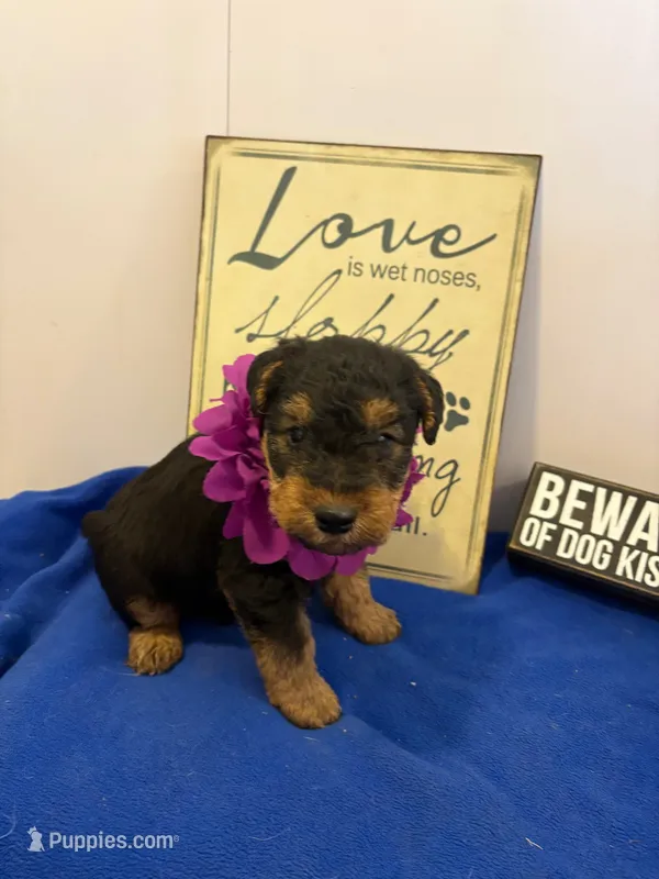 Jax – Welsh Terrier puppy for sale in Lincoln, KS