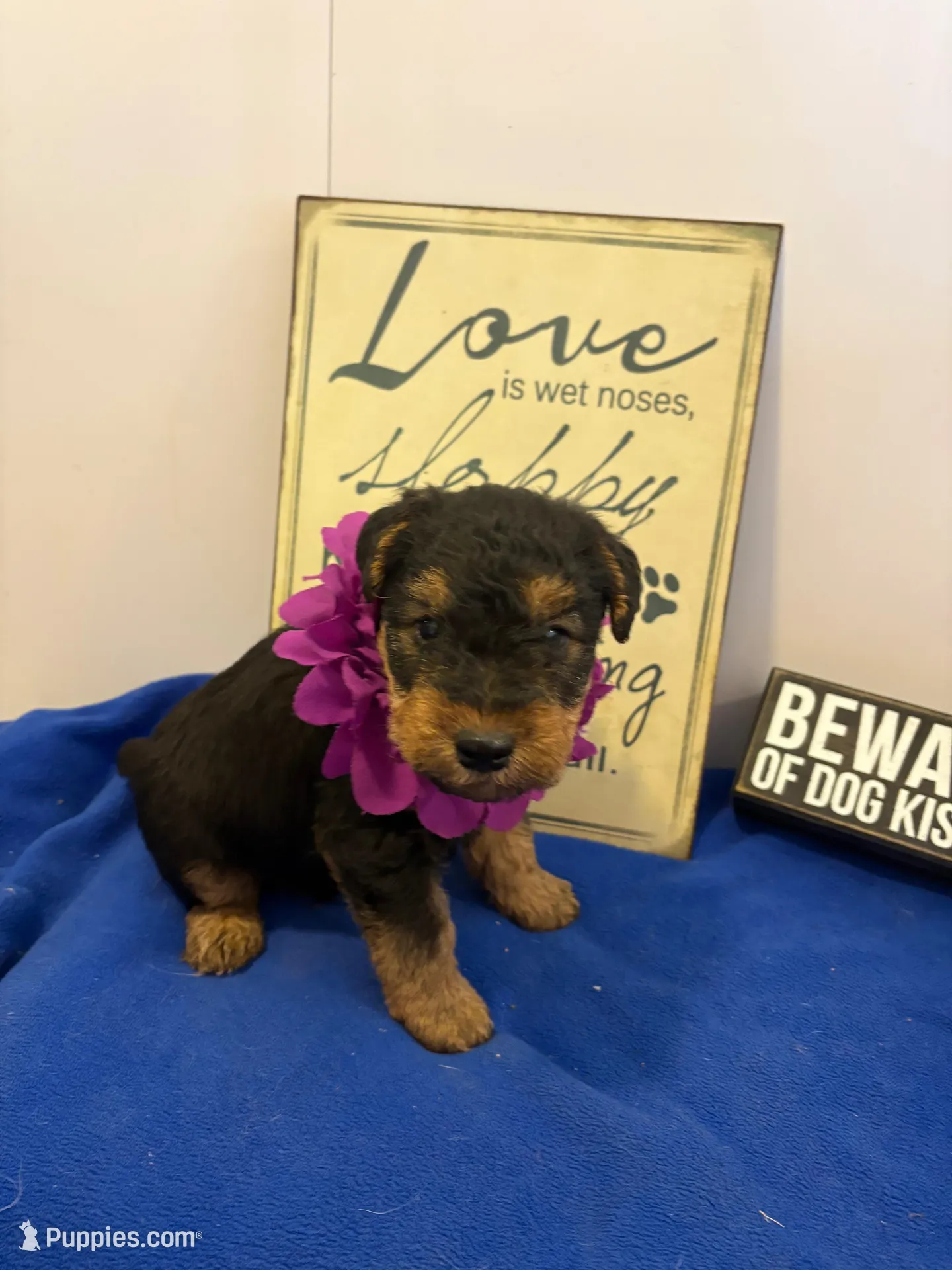 Jax, a male Welsh Terrier for sale in Lincoln, KS – Photo 1 of 5