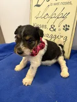 Callie , a female Wire Fox Terrier for sale in Lincoln, KS – 4 of 4