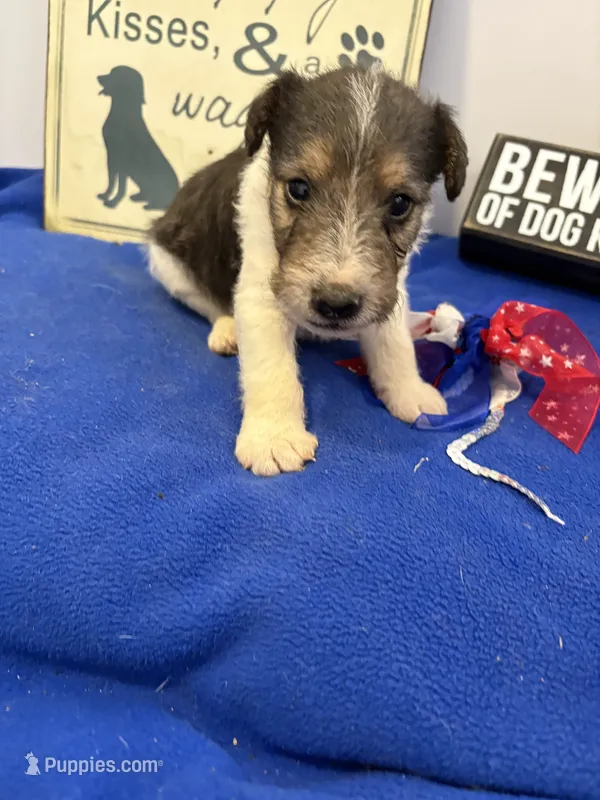Cooper  – Wire Fox Terrier puppy for sale in Lincoln, KS