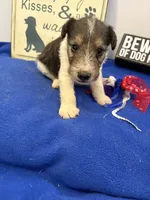 Cooper , a male Wire Fox Terrier for sale in Lincoln, KS – 1 of 4
