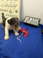 Cooper , a male Wire Fox Terrier for sale in Lincoln, KS – 3 of 4