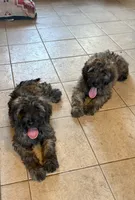 Daisy, a female Soft Coated Wheaten Terrier and Whoodle for sale in Lincoln, KS – 2 of 3