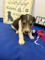 Cooper , a male Wire Fox Terrier for sale in Lincoln, KS – 4 of 4
