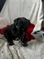 Savvy, a female Standard Schnauzer for sale in Lincoln, KS – Photo 2 of 2