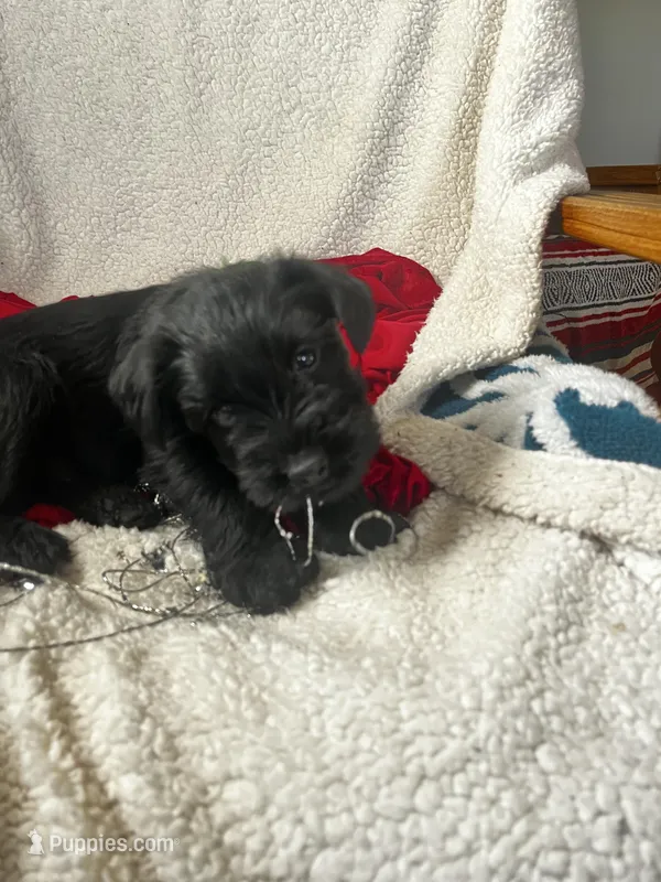 Savvy, a female Standard Schnauzer for sale in Lincoln, KS – Photo 1 of 2