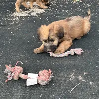 Expected , a  Soft Coated Wheaten Terrier for sale in Lincoln, KS – Photo 3 of 3