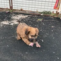 Expected , a  Soft Coated Wheaten Terrier for sale in Lincoln, KS – Photo 1 of 3