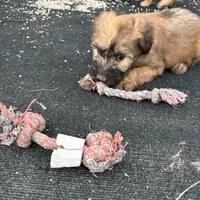 Expected , a  Soft Coated Wheaten Terrier for sale in Lincoln, KS – Photo 2 of 3
