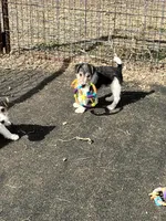 Victor, a male Wire Fox Terrier for sale in Lincoln, KS – Photo 1 of 3