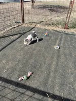 Vinny, a male Wire Fox Terrier for sale in Lincoln, KS – Photo 2 of 3