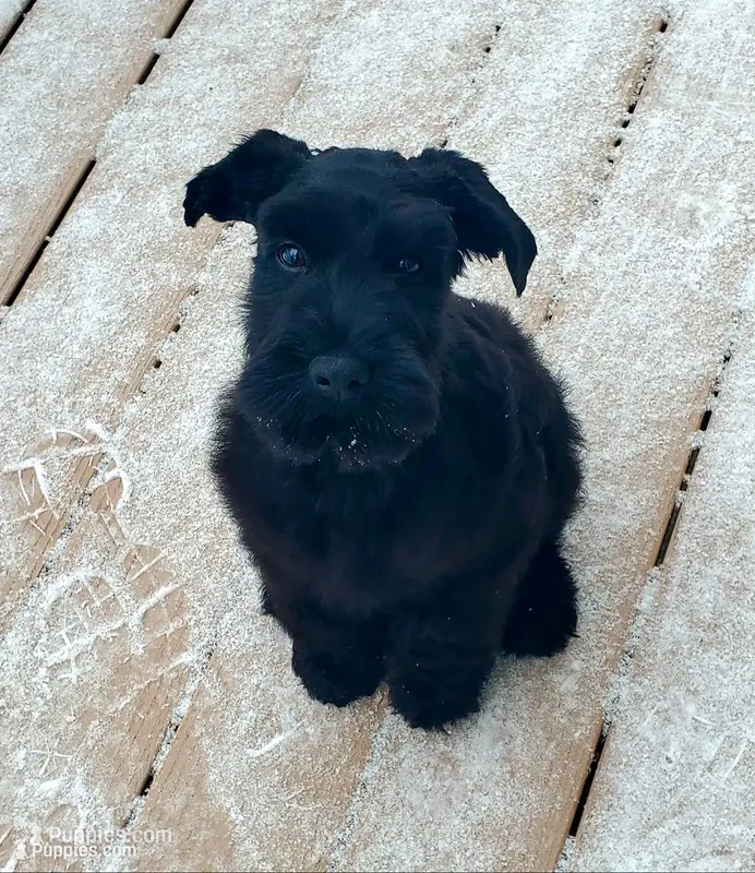 Coming soon! – Standard Schnauzer puppy for sale in Lincoln, KS