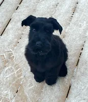 Coming soon!, a  Standard Schnauzer for sale in Lincoln, KS – 3 of 6