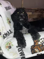 Rainey, a female Pyredoodle for sale in Calhoun, GA – 2 of 4