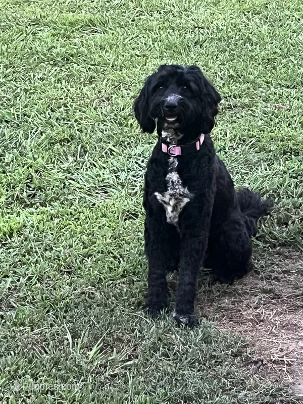 Rainey, a female Pyredoodle for sale in Calhoun, GA – 1 of 4