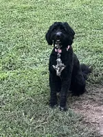 Rainey, a female Pyredoodle for sale in Calhoun, GA – 1 of 4