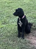 Rainey, a female Pyredoodle for sale in Calhoun, GA – 4 of 4