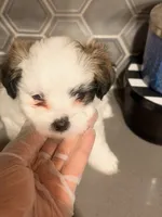 Puppy2, a female Mal Shi for sale in Melissa, TX – 2 of 6